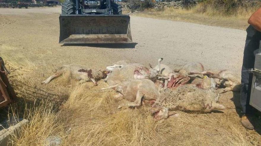 Cadáveres de las ovejas matadas por el lobo en Fresnadillo de Sayago.