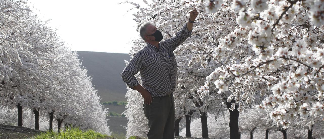 El almendro continúa incrementando su superficie en Córdoba.