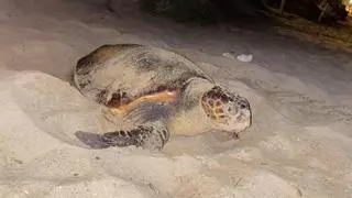 "Da ist eine Schildkröte! " Wie Augenzeugen die Eiablage auf Mallorca erlebten