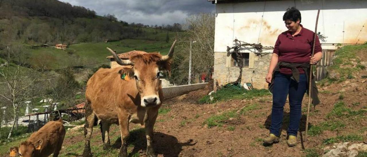 Mari Carmen Concha, con su ganado en Llabra (Cangas de Onís).