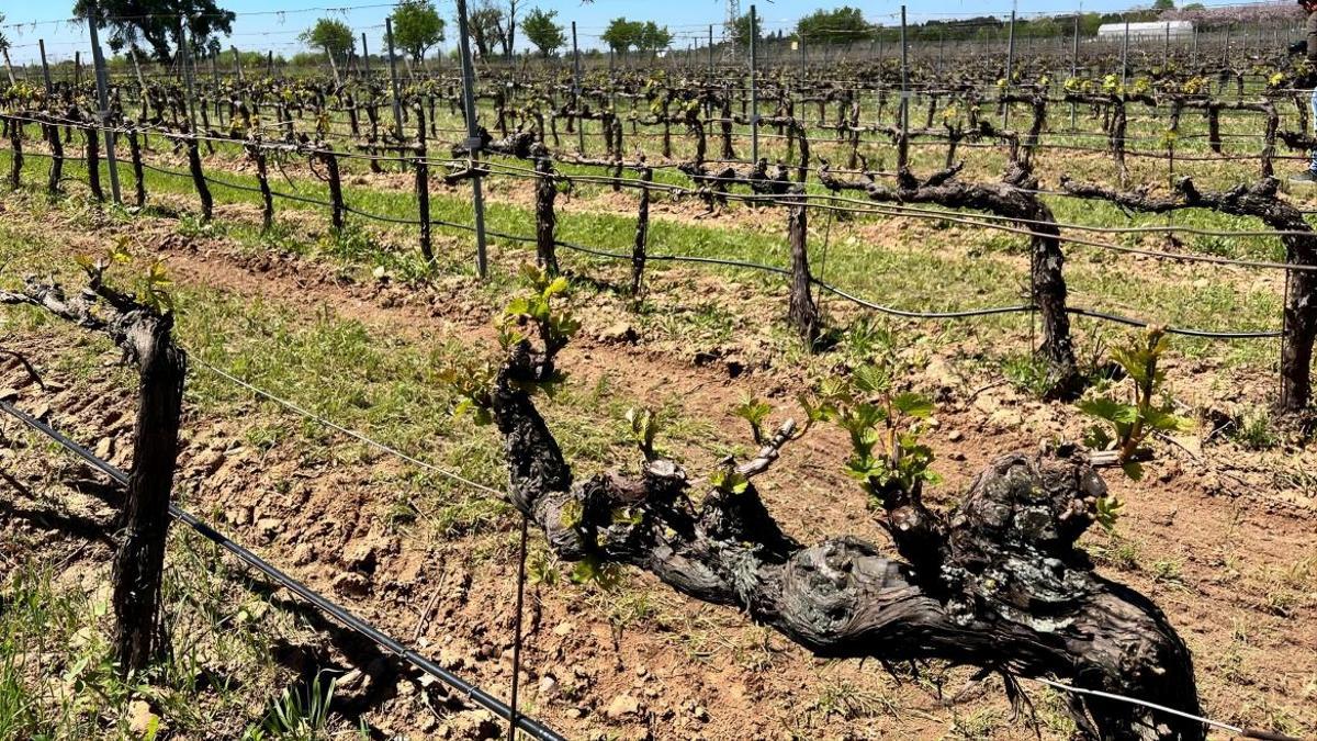 La Comunidad de Madrid lidera un estudio en España que ha permitido localizar 95 variedades centenarias de vid que se creían desaparecidas.