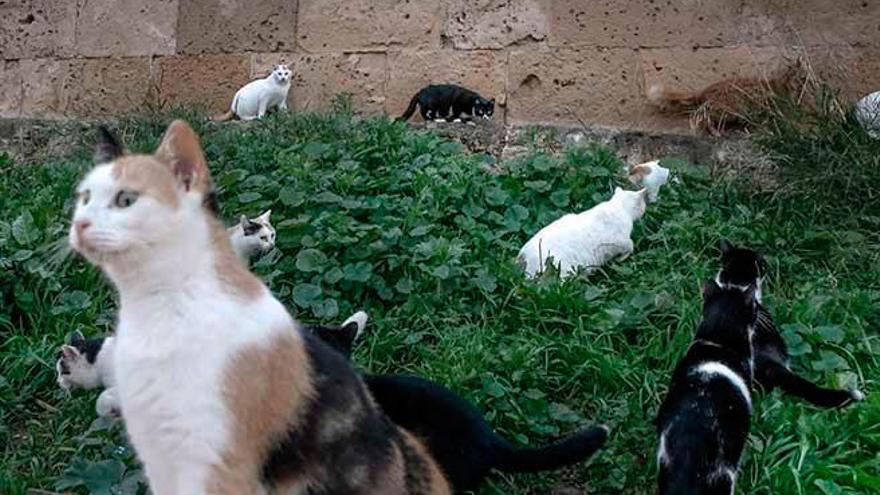 El Consell subvencionará la castración de las colonias de gatos asilvestrados