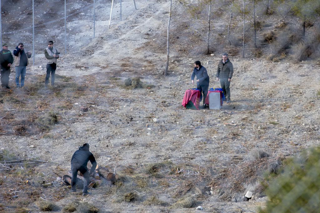 Las imágenes de la llegada de tres ejemplares de lince ibérico a las montañas de Lorca