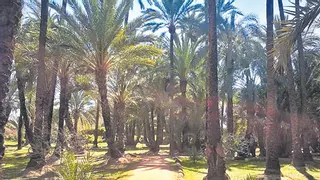 A la sombra de una palmera