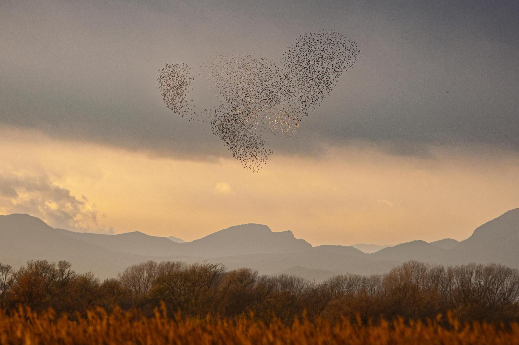 Els dibuixos dels estornells al cel de l'Empordà