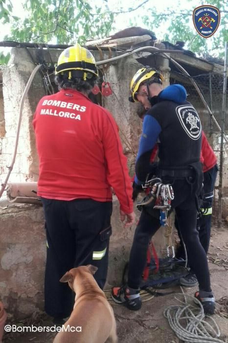 Los Bombers de Mallorca rescatan una perra que cayó en un pozo en Inca