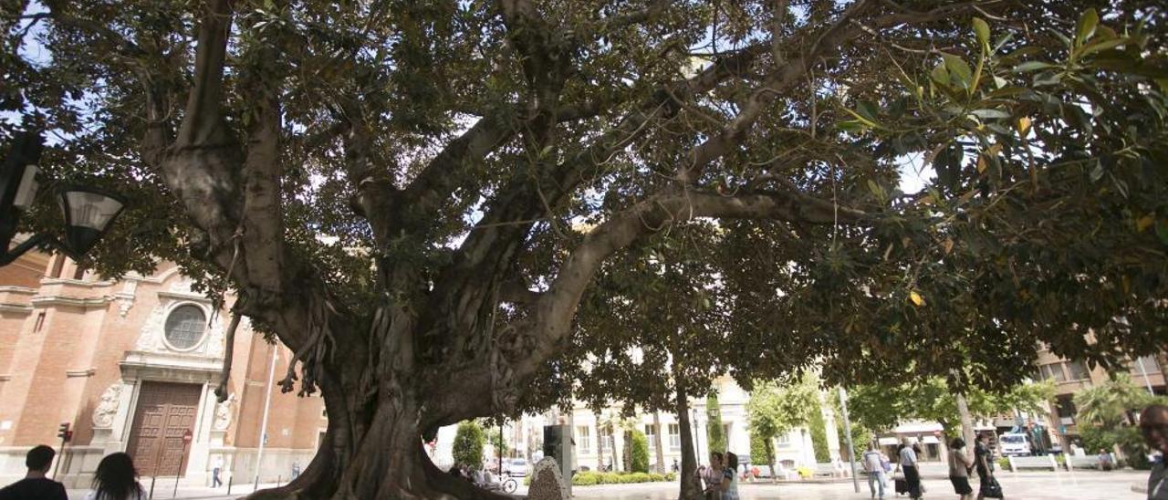 El ficus centenario pasará un chequeo