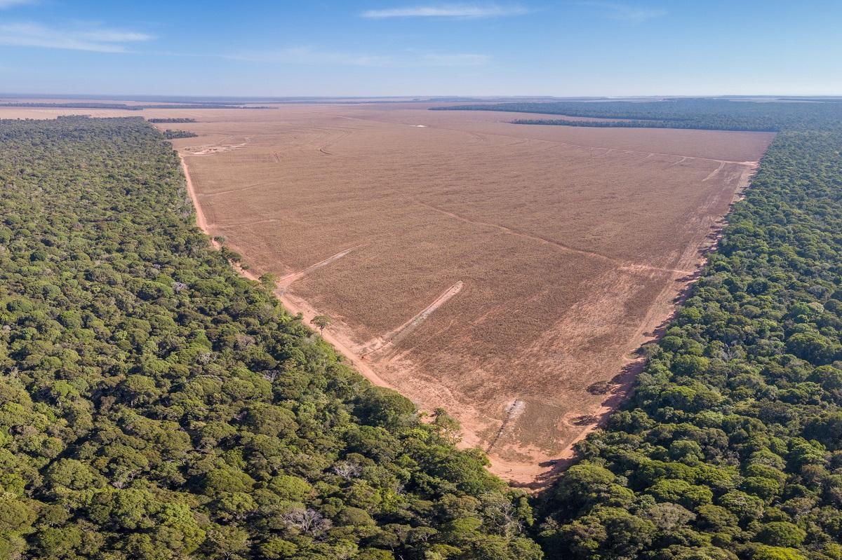 Deforestación en la Amazonía