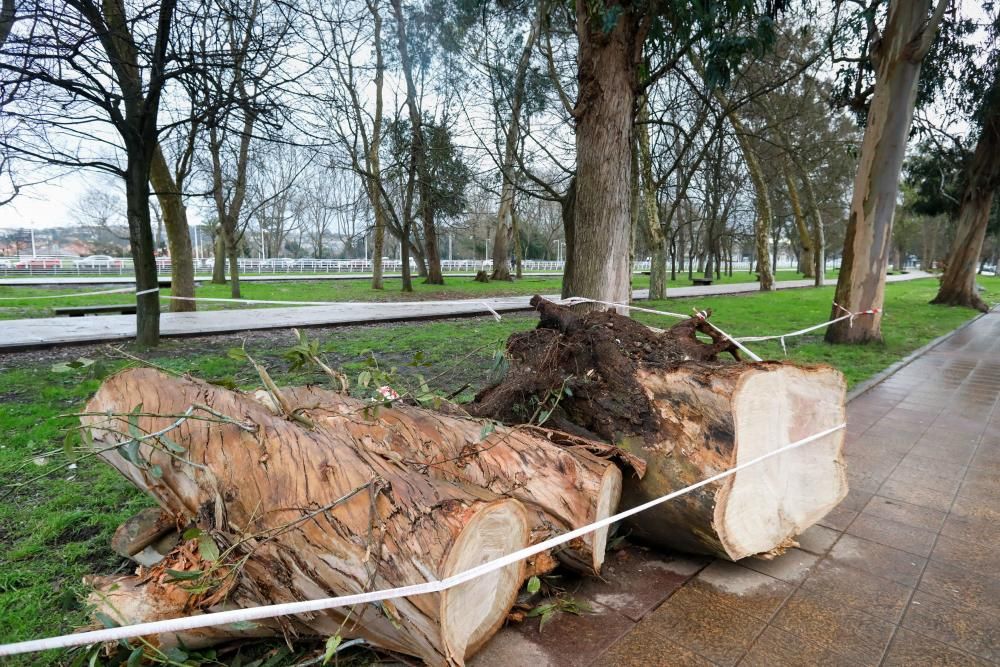 Daños del temporal en Gijón.