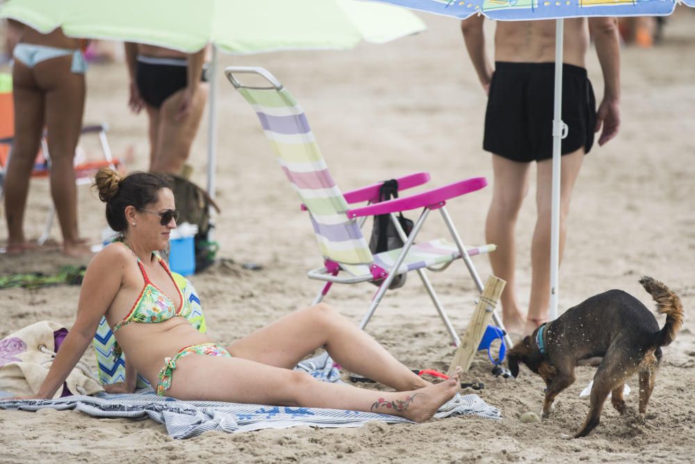 Ambiente en la playa para perros de Pinedo