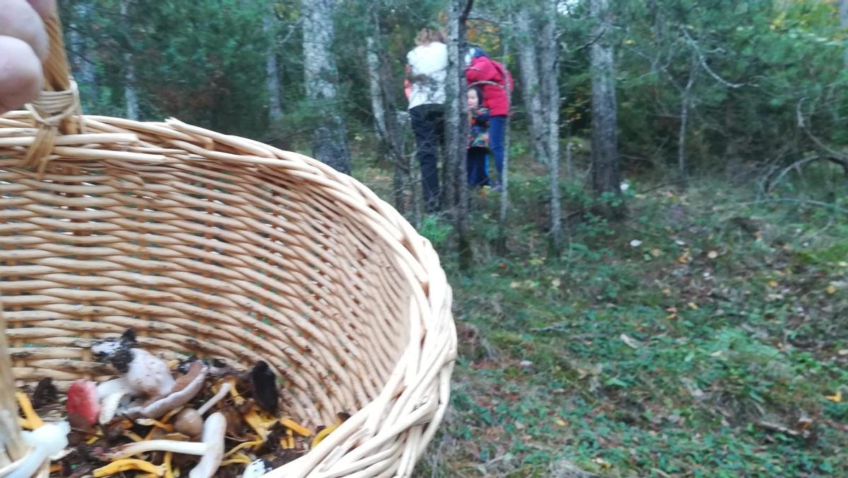 Las jornadas micológicas de la comarca empiezan en octubre.