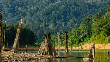 Belum, la impresionante selva tropical de Malasia