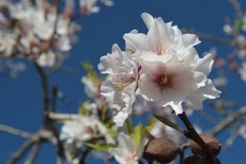 Mandelblüte ist nicht gleich Mandelblüte