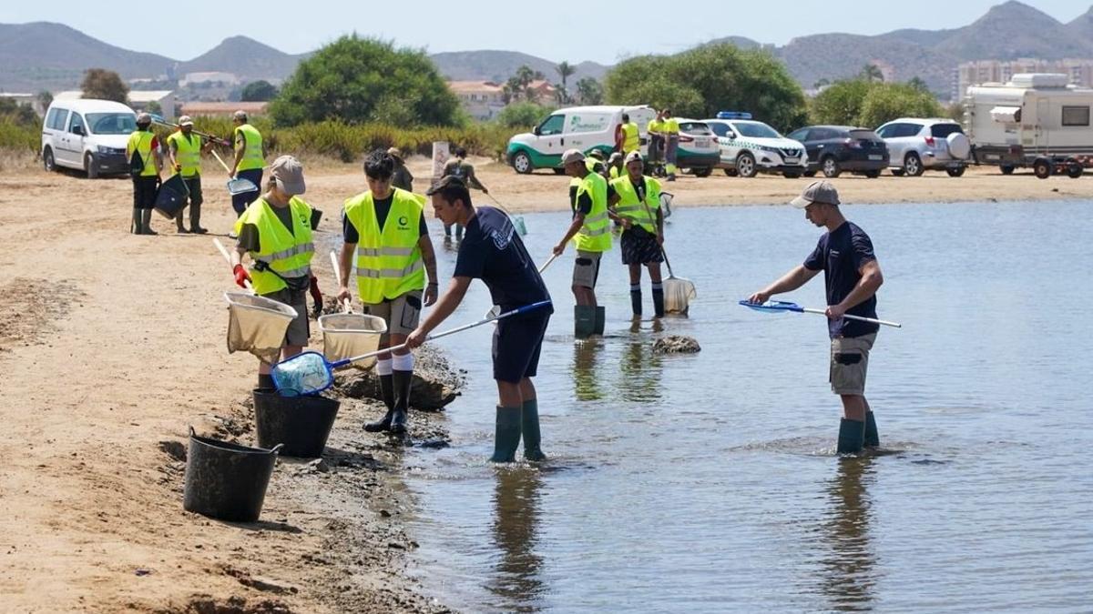 Tareas de recogida de peces muertos en el Mar Menor.