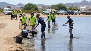 Los peces muertos retirados del Mar Menor superan ya en un 66% al total extraído en 2019