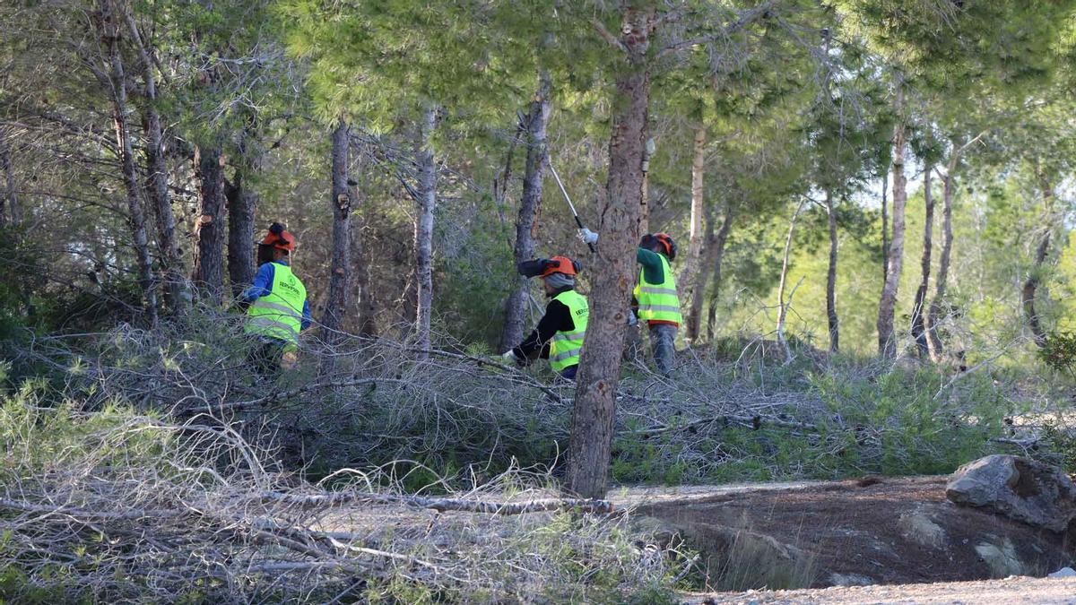 Labores de poda en el parque urbano del Moralet de Benidorm