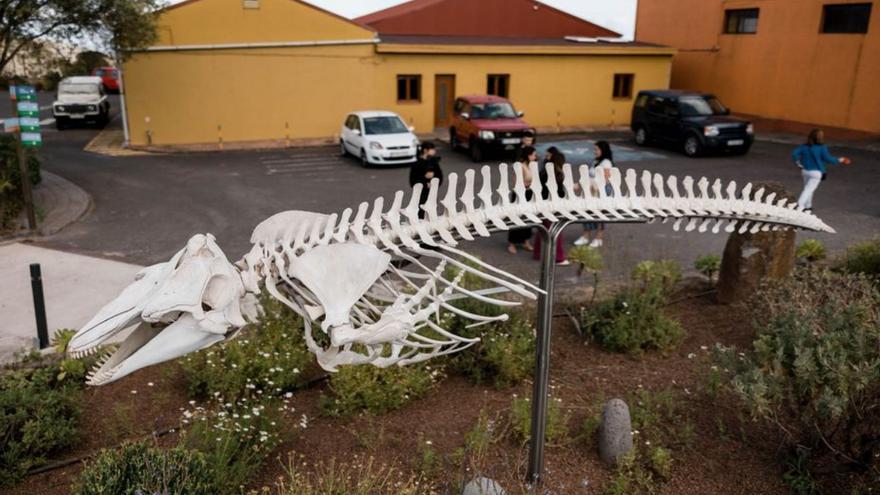 El esqueleto de calderón instalado en La Tahonilla.