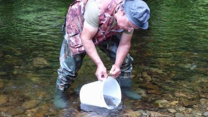 Manuel Fidalgo inclina el cubo para dejar salir a los peces.