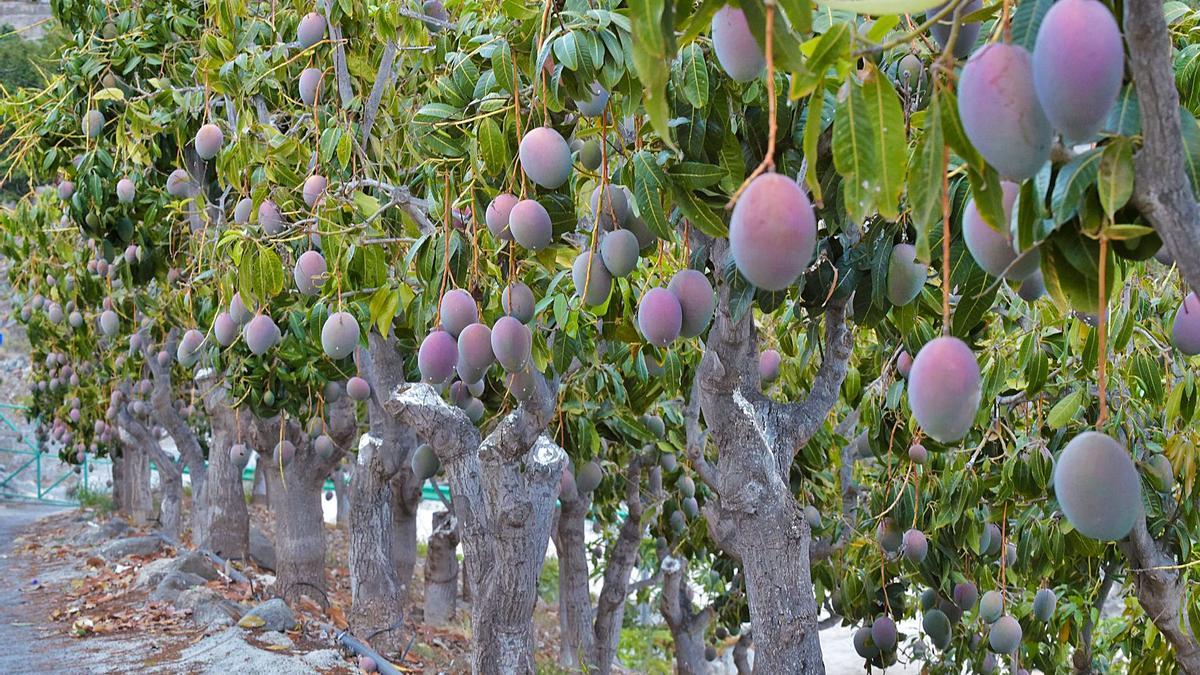 Una finca dedicada al cultivo de mangos, en Mogán. | | ANDRÉS CRUZ