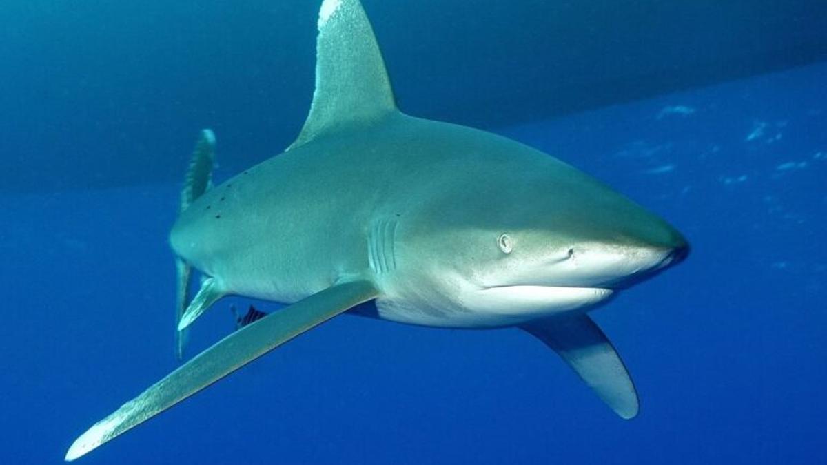 Los tiburones usan los campos magnéticos de la Tierra para orientarse