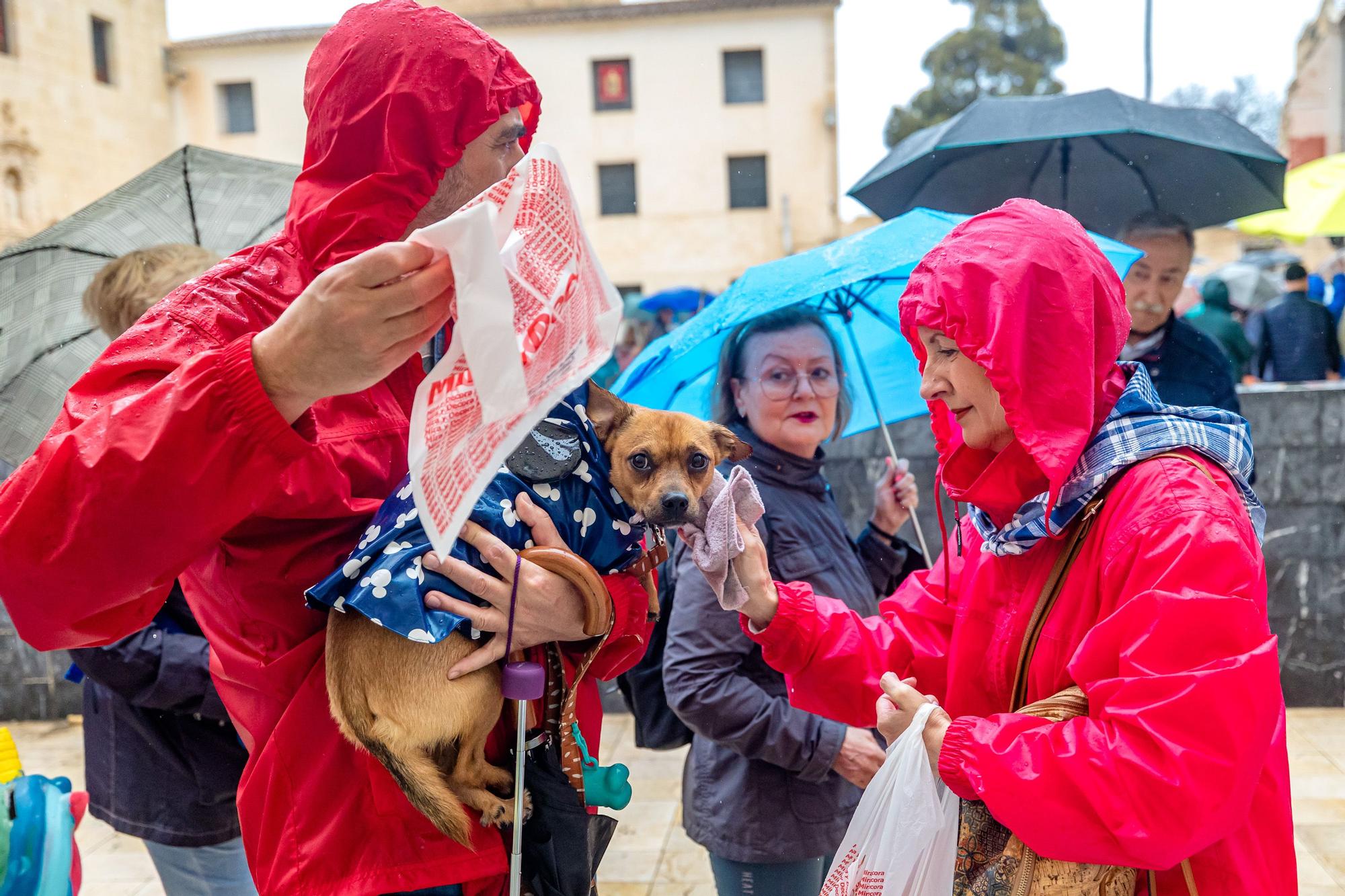 La Policía Local ha estimado una asistencia de cerca de cien mil peregrinos que han acudido a la Santa Faz. Un tercio de los 300.000, que siempre según el Ayuntamiento, hicieron la Santa Faz en 2019, la última edición antes de la pandemia.