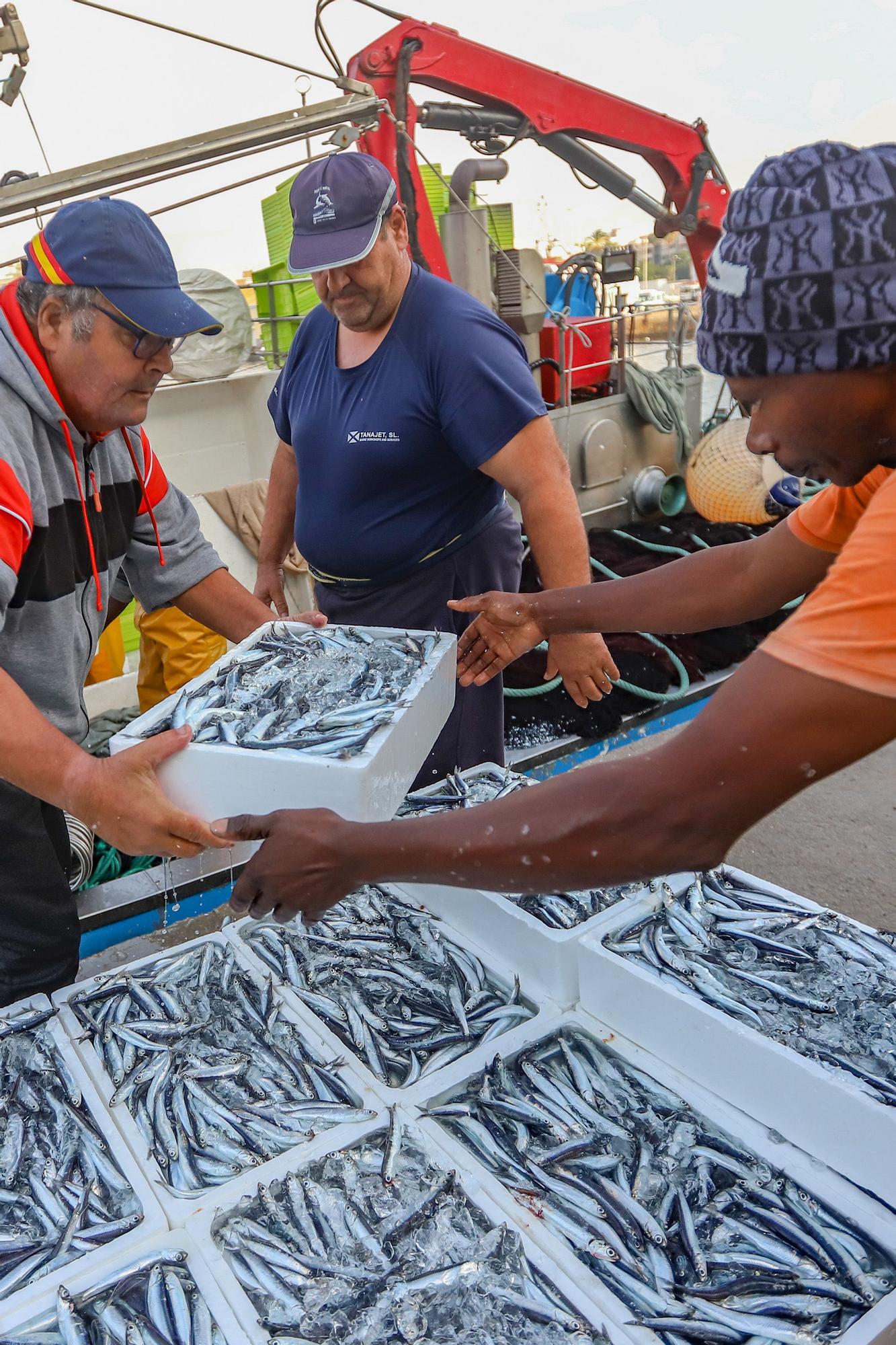 La subasta de la nueva lonja pesquera de Torrevieja se estrena con la venta de 13.000 kilos de boquerón y sardina
