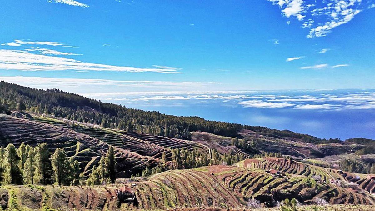 Terrenos de viña en el norte de La Palma.