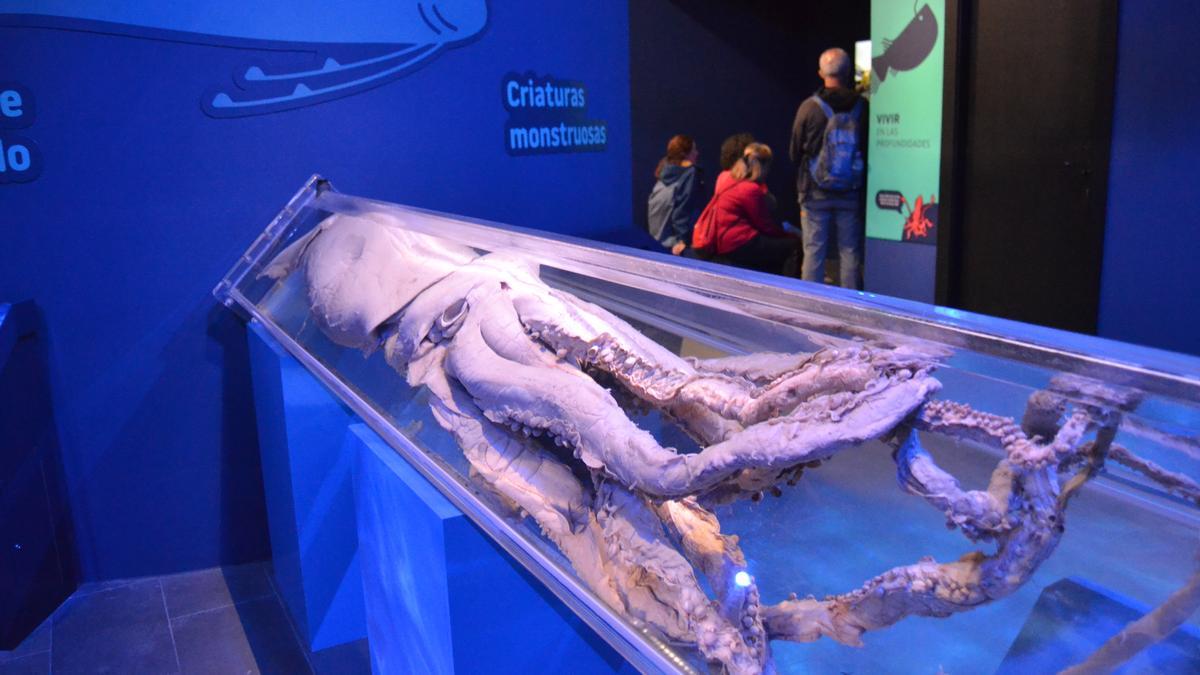 Una pieza del Museo del Calamar Gigante de Luarca.