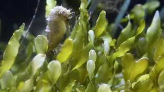 El caballito del Mar Menor ya es oficialmente una especie vulnerable