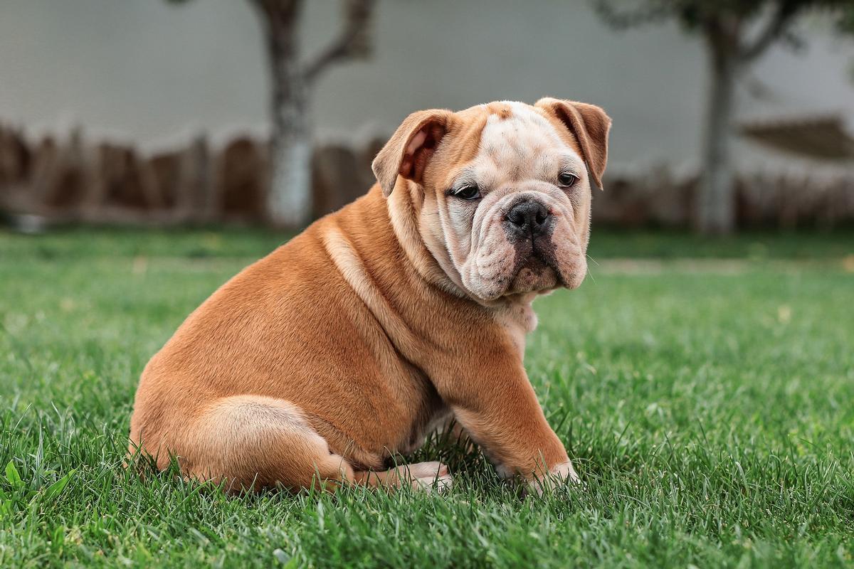Imagen de un bulldog inglés