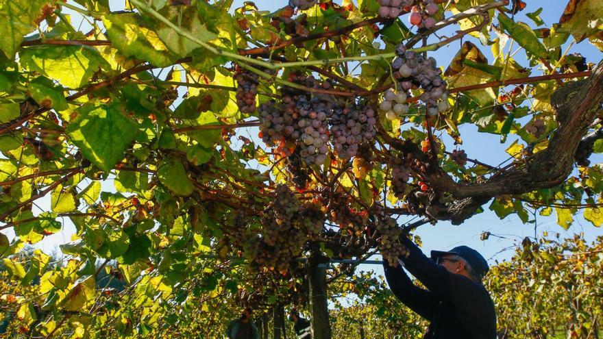 Cosecha de Guinnes en Rías Baixas que certifica 43,8 millones de kilos de uva en la última vendimia