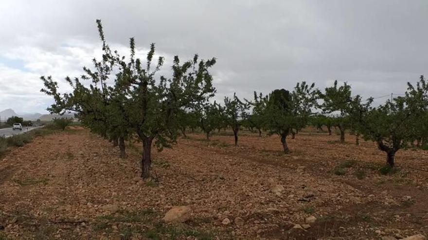 Almendros fotografiados en Jumilla en el día de ayer; los agricultores temen que la plaga pueda extenderse a más hectáreas.
