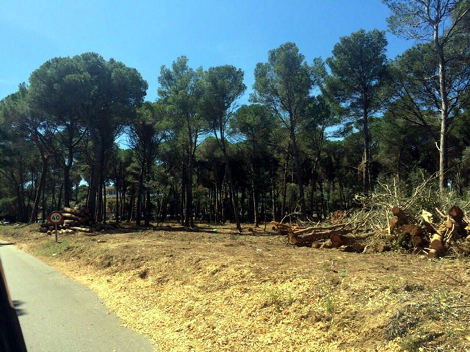 Tala d''arbres a la zona dels Rodors