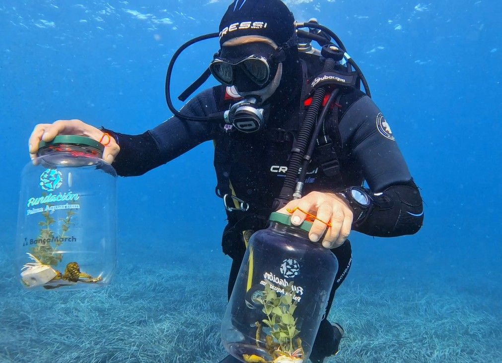 FOTOS | Así han liberado 70 cabaillotos de mar en Mallorca