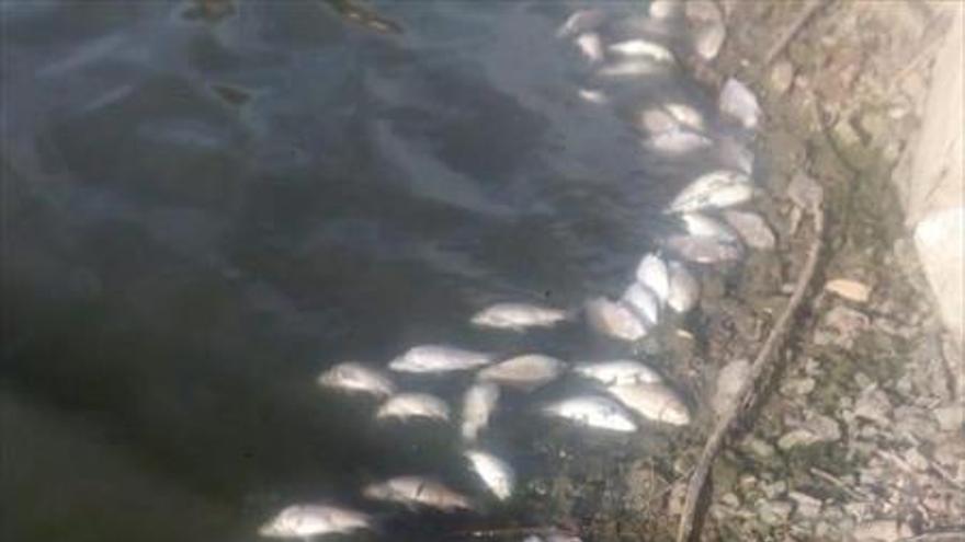 Aparecen miles de peces muertos en la presa de Villalba