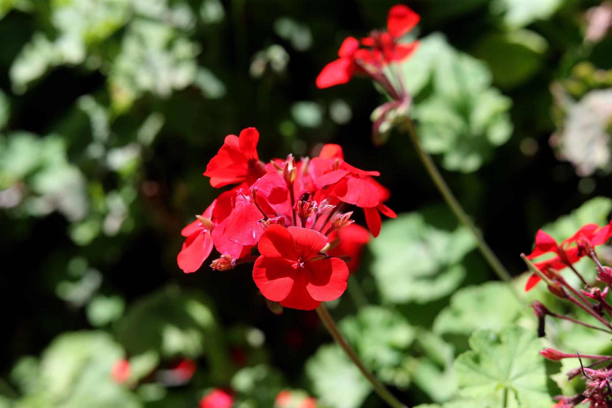 Las flores del Jardín Botánico en primavera