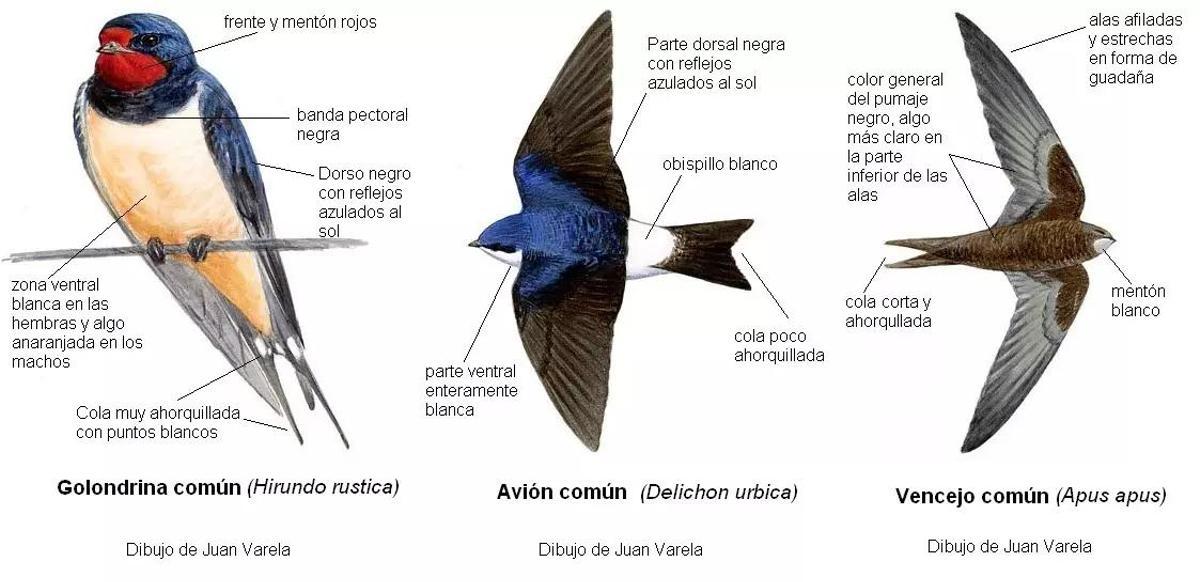 Golondrinas, aviones y vencejos