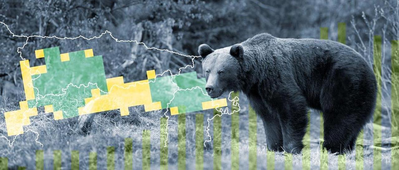 El oso pardo deja de hibernar en Asturias y se expande con fuerza hacia el Oriente