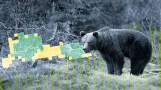 El oso pardo deja de hibernar en Asturias y se expande con fuerza hacia el Oriente
