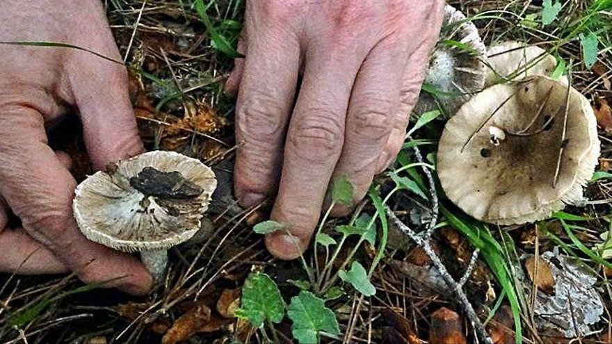 Una persona recull uns bolets del bosc