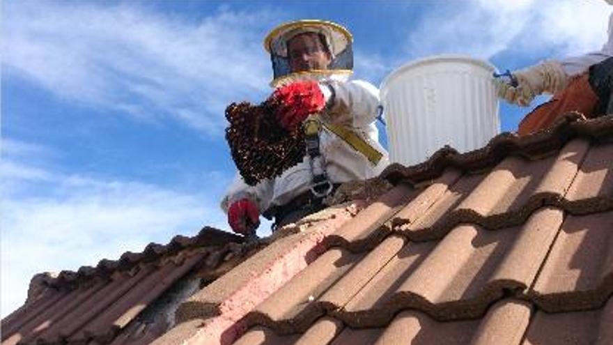 Las abejas más aplicadas