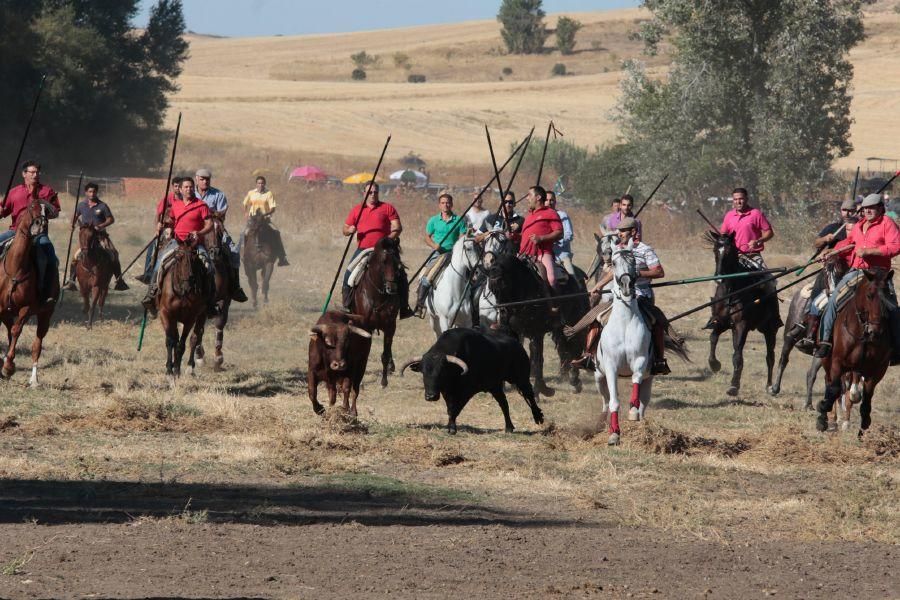 Encierro mixto en San Miguel de la Ribera