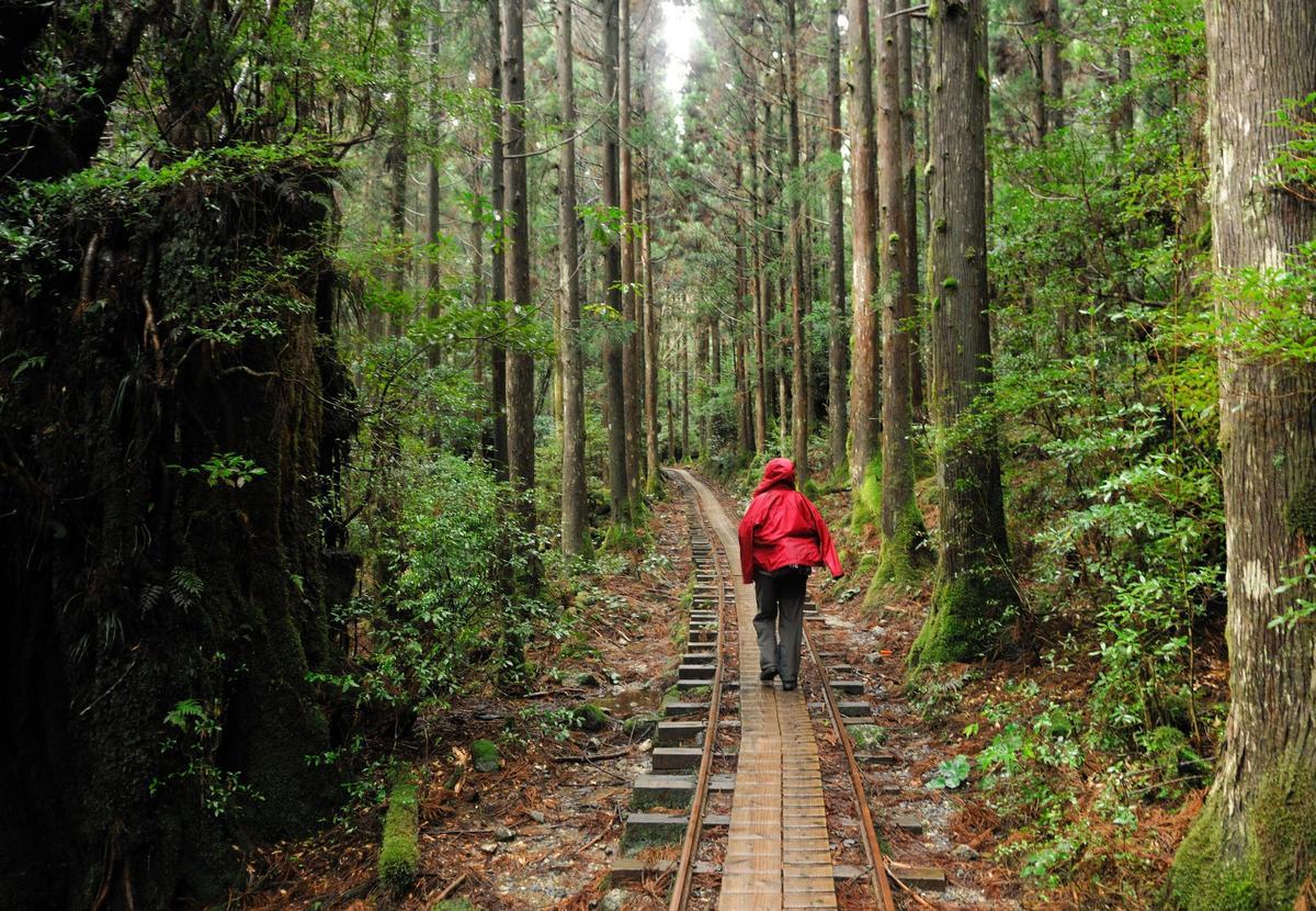 Imagen de la ruta hacia el Jomon Sugi en Yakushima