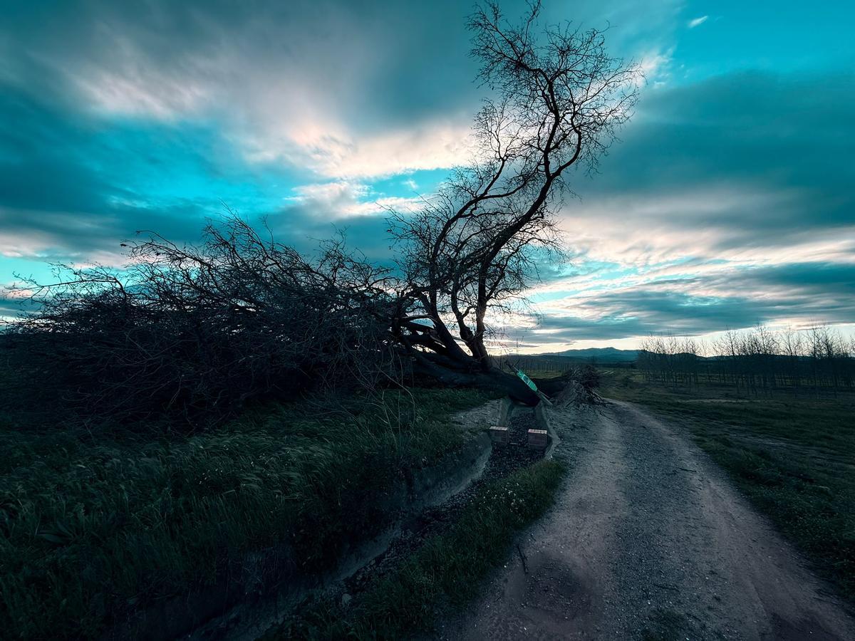 Les imatges de l'arbre caigut a Bordils