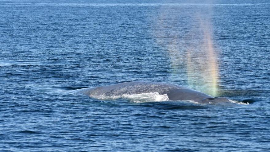 Una de las ballenas identificadas por el BDRI.
