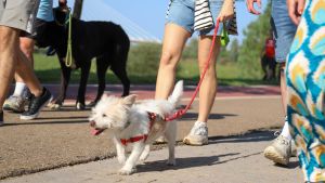 Mascotes en l’era de la longevitat Mascotes en l’era de la longevitat