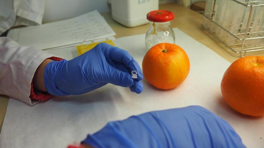 Laboratorio de control de cítricos.