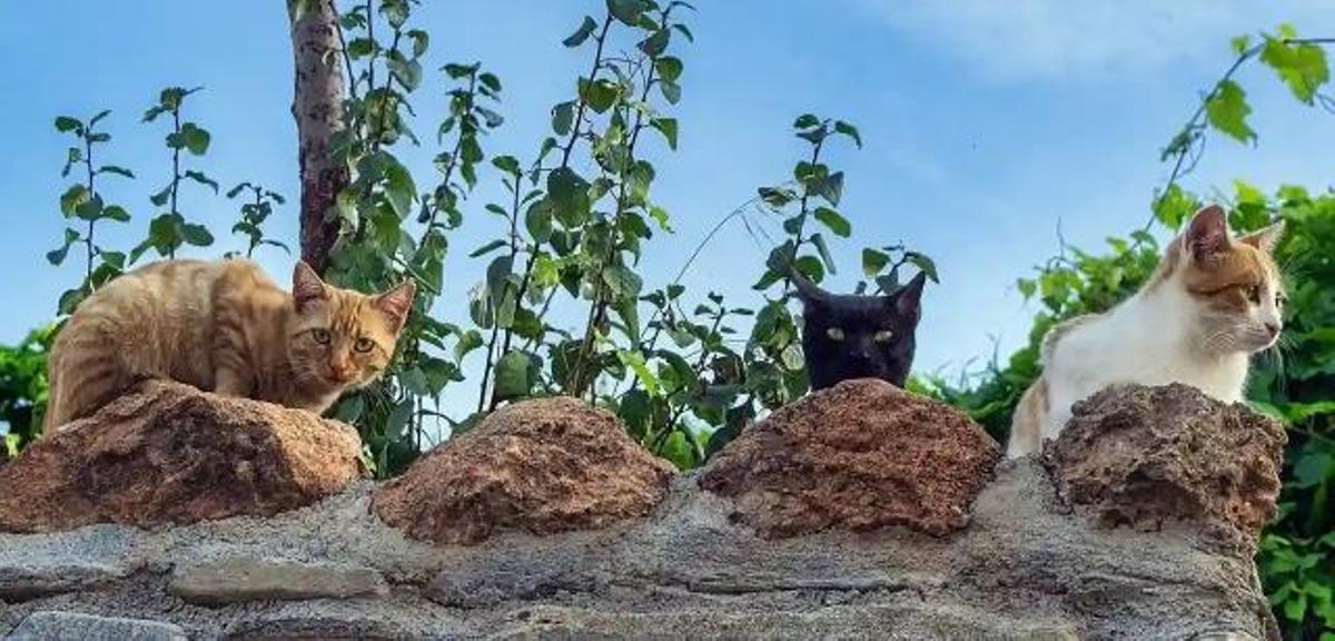 Los graves impactos de las colonias de gatos sobre la fauna de Baleares y Canarias.