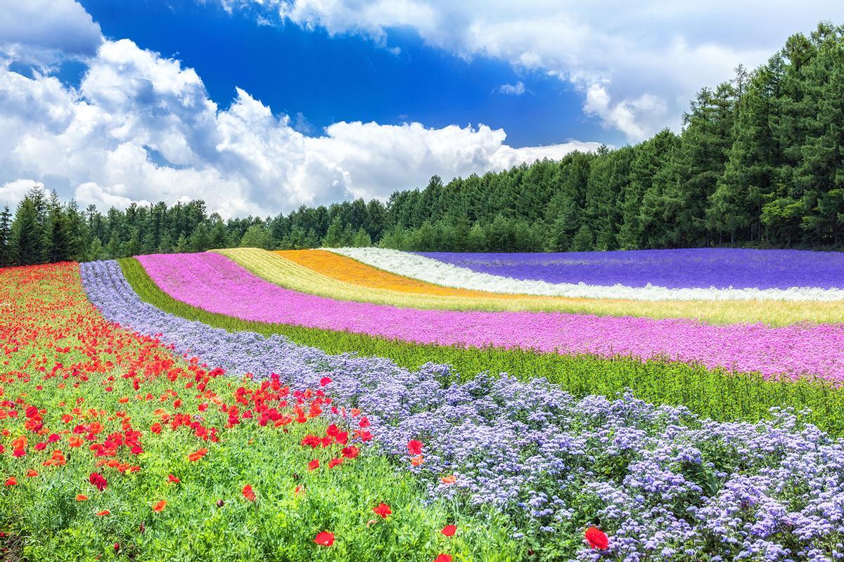 Campo de flores en Nakafurano
