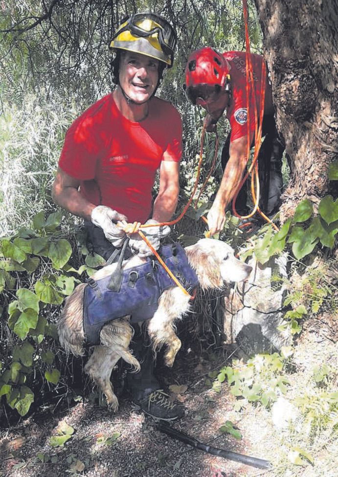 Rescate de dos perros caídos en un pozo en la Serra y en un torrente de Fornalutx.